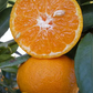 Avana Tardivo Di Ciaculli Mandarin Budwood citrus plant material online shopping