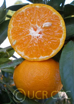 Avana Tardivo Di Ciaculli Mandarin Budwood citrus plant material online shopping
