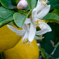 Lapithiotiki Lemon Budwood citrus plant material online shopping