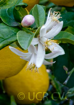 Lapithiotiki Lemon Budwood citrus plant material online shopping