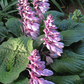 Celtic Bouquet Hosta Plants online shopping