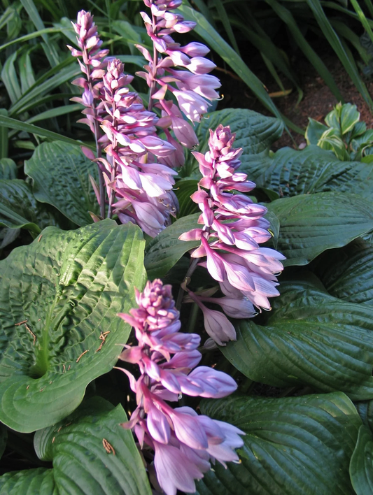 Celtic Bouquet Hosta Plants online shopping