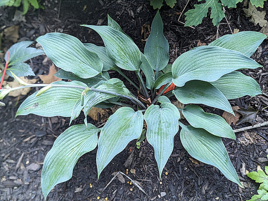 Round About Midnight Hosta Plants online shopping
