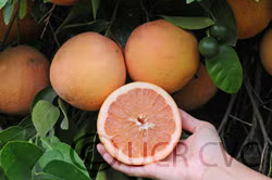 Henderson Ruby Grapefruit Budwood