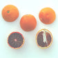 Tarocco Blood Orange Budwood citrus plant material online shopping