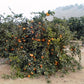 Kuno Wase Satsuma Mandarin Budwood citrus plant material online shopping