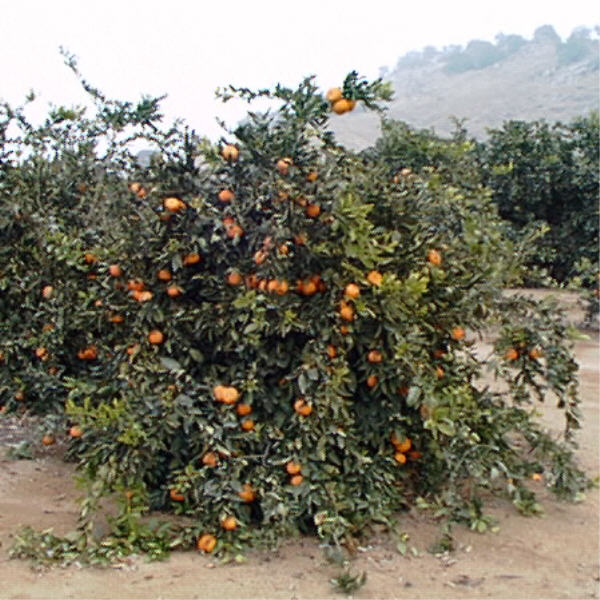 Kuno Wase Satsuma Mandarin Budwood citrus plant material online shopping