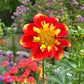 Pooh Dahlia