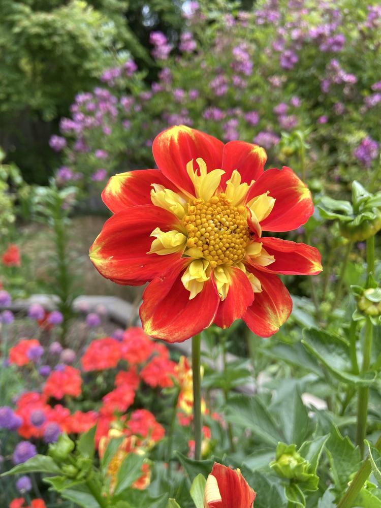 Pooh Dahlia