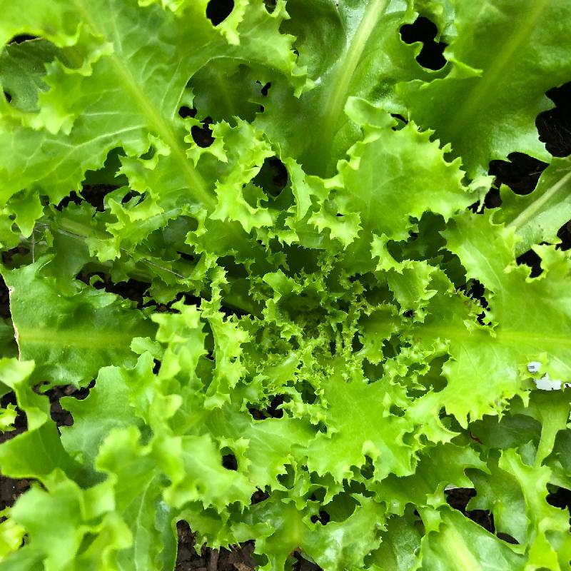 Green Curled Endive Chicory