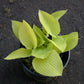 Zitronenfalter Hosta Plants online shopping