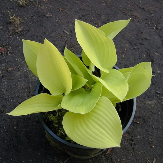 Zitronenfalter Hosta Plants online shopping