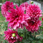 Emory Paul Dahlia Plants online shopping