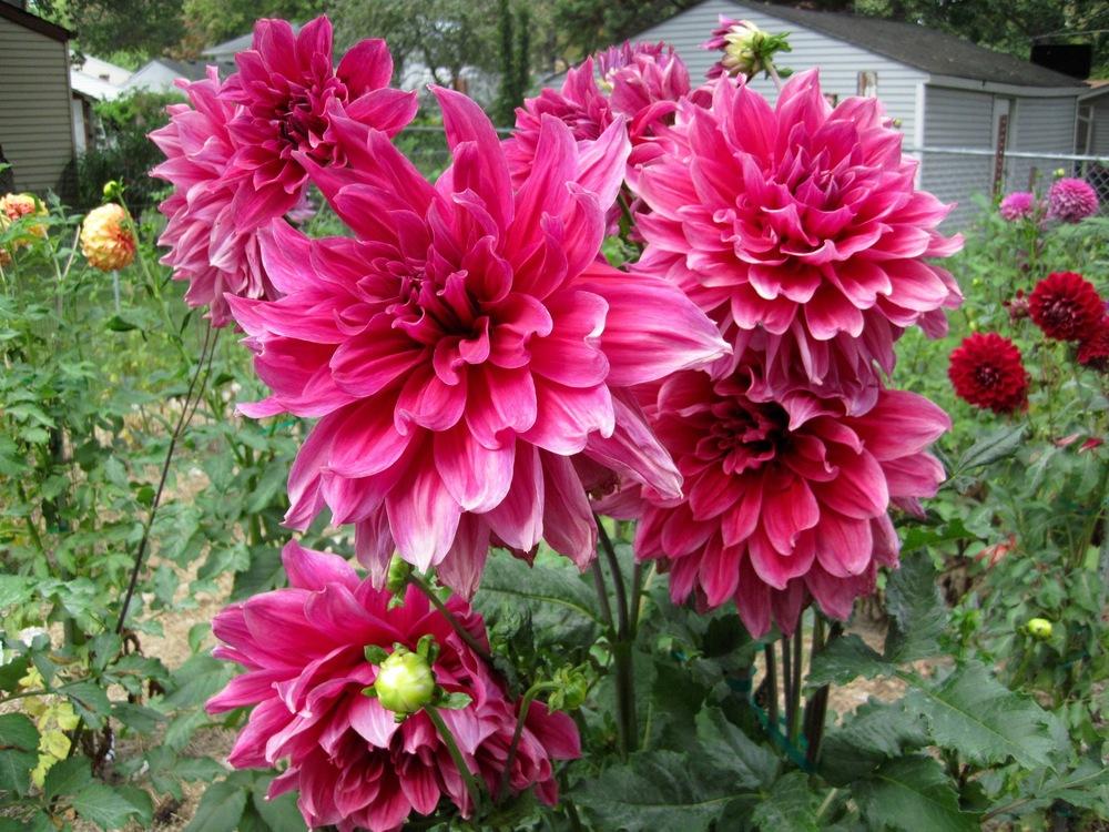 Emory Paul Dahlia Plants online shopping