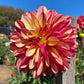 Gitts Crazy Dahlia