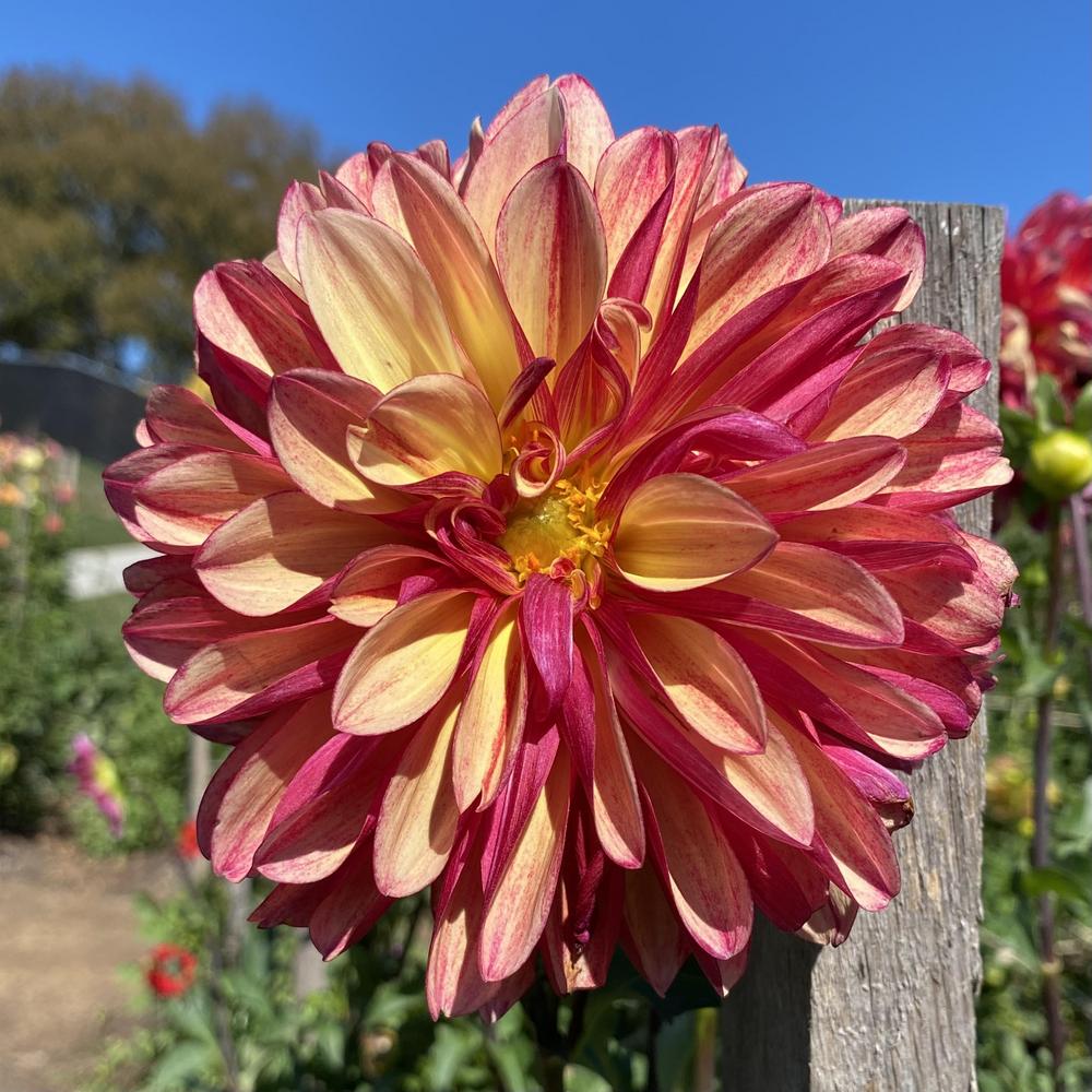 Gitts Crazy Dahlia