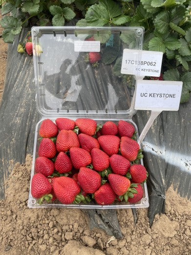 Keystone Day Neutral Strawberry