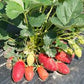 Rutgers D’Light June Bearing Strawberry