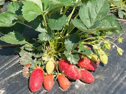 Rutgers D’Light June Bearing Strawberry