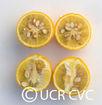 Pomeroy Trifoliate Budwood citrus plant material online shopping