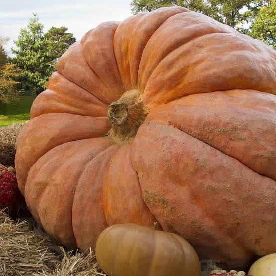 Dill's Atlantic Giant Pumpkin Seeds online shopping
