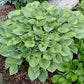 Luna Moth Hosta Plants online shopping
