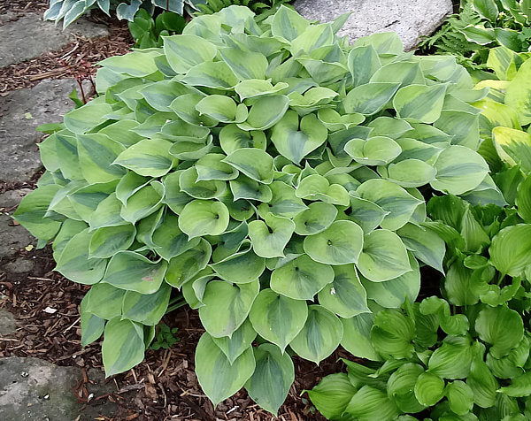Luna Moth Hosta Plants online shopping