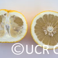 Banpeiyu Pummelo Budwood citrus plant material online shopping