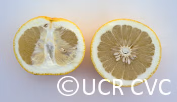 Banpeiyu Pummelo Budwood citrus plant material online shopping