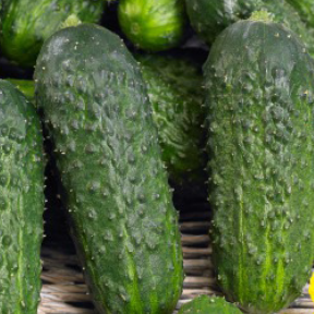 Anya F1 Cucumber
