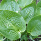 Silver Moon Hosta Plants online shopping