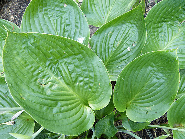 Silver Moon Hosta Plants online shopping