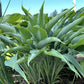Kempen Sky High Hosta Plants online shopping