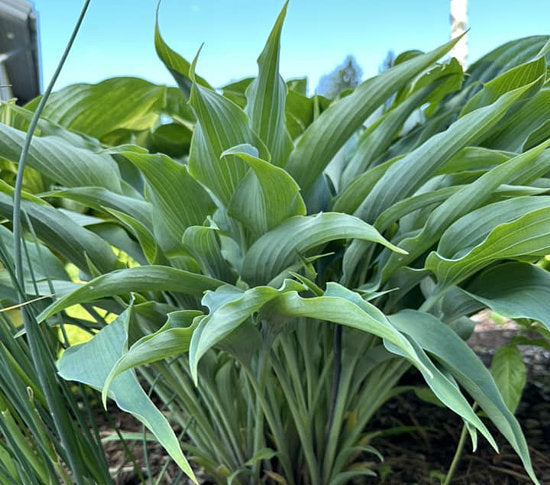 Kempen Sky High Hosta Plants online shopping