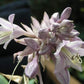 Valley’s Vanilla Sticks Hosta Plants online shopping