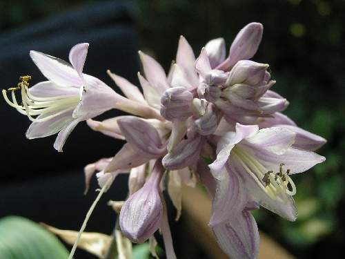 Valley’s Vanilla Sticks Hosta Plants online shopping