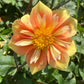 E Z Duzzit Dahlia Plants online shopping
