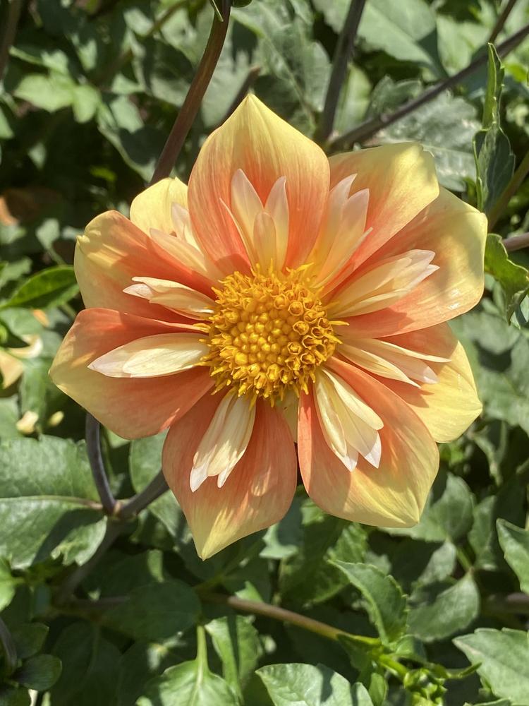E Z Duzzit Dahlia Plants online shopping