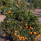 Miho Wase Satsuma Mandarin Plant citrus plant material online shopping