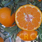 Imperial Mandarin Budwood citrus plant material online shopping