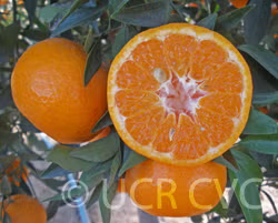 Imperial Mandarin Budwood citrus plant material online shopping