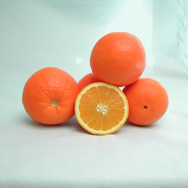 Fisher Navel Orange Budwood citrus plant material online shopping