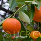 Robinson Mandarin Budwood citrus plant material online shopping