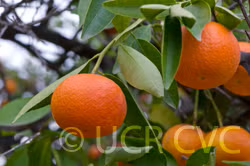 Robinson Mandarin Budwood citrus plant material online shopping