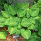Olive Branch Hosta Plants online shopping