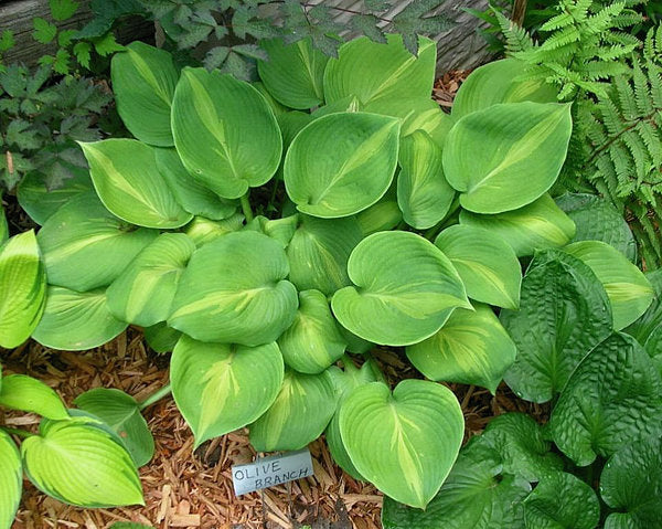 Olive Branch Hosta Plants online shopping