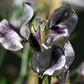 Nimbus Sweet Pea seeds online shopping