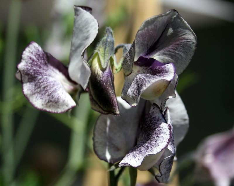 Nimbus Sweet Pea seeds online shopping