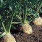 Brilliant Celeriac
