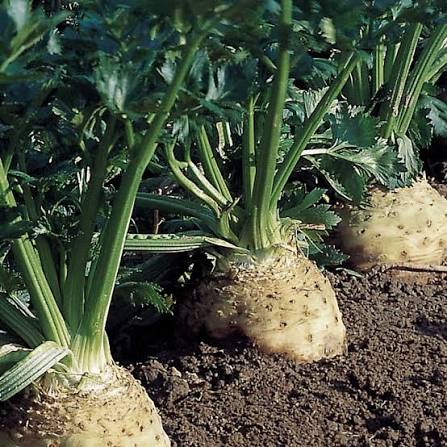 Brilliant Celeriac